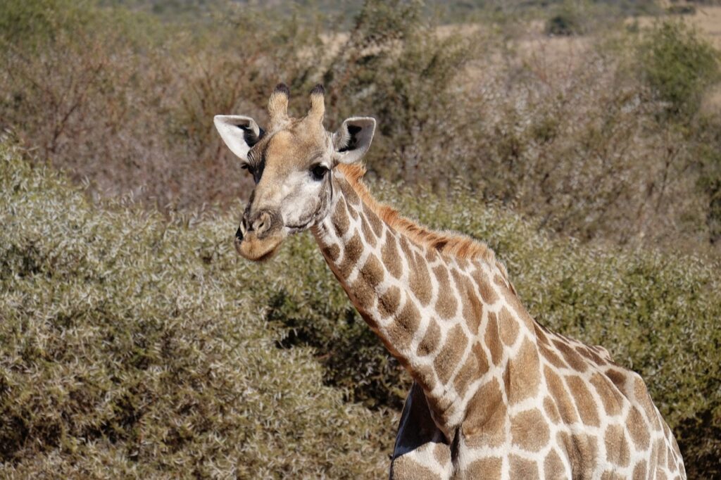 Tsavo park attractions