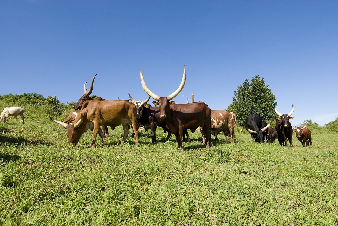 Ankole cows in Uganda