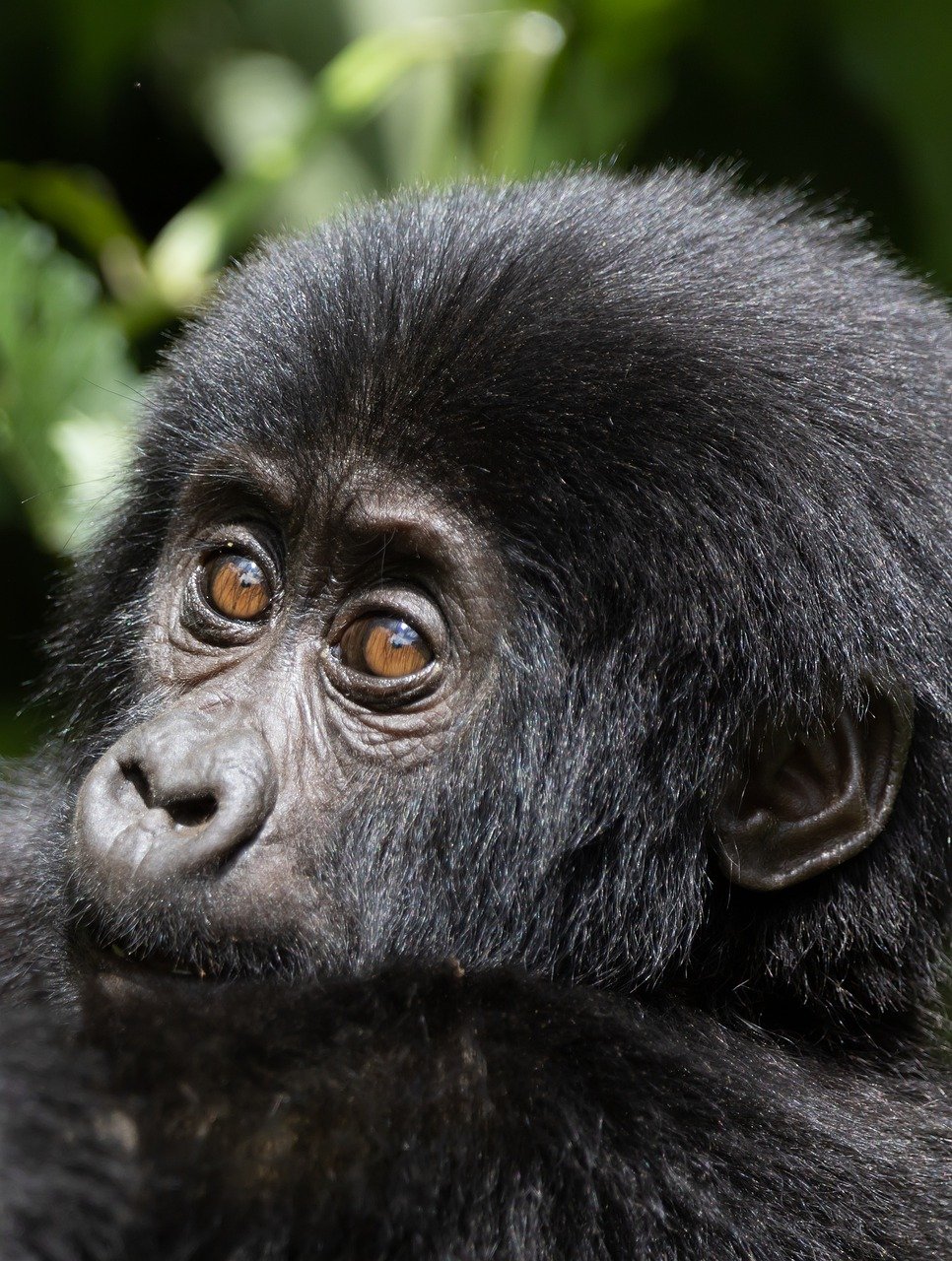 Baby gorilla in Uganda