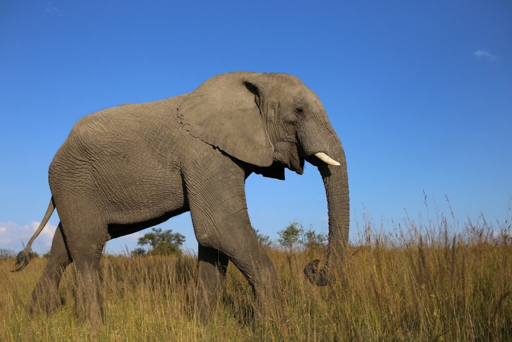 Elephants in zimbabwe