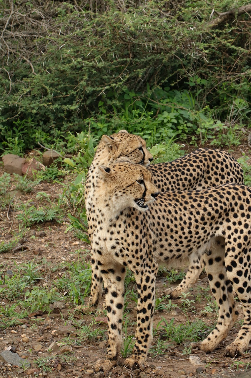 africa cheetah safari