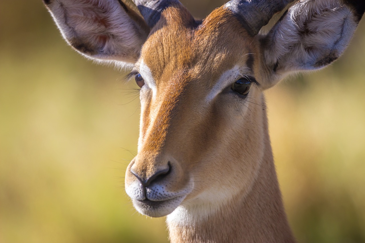 antelop safari in africa