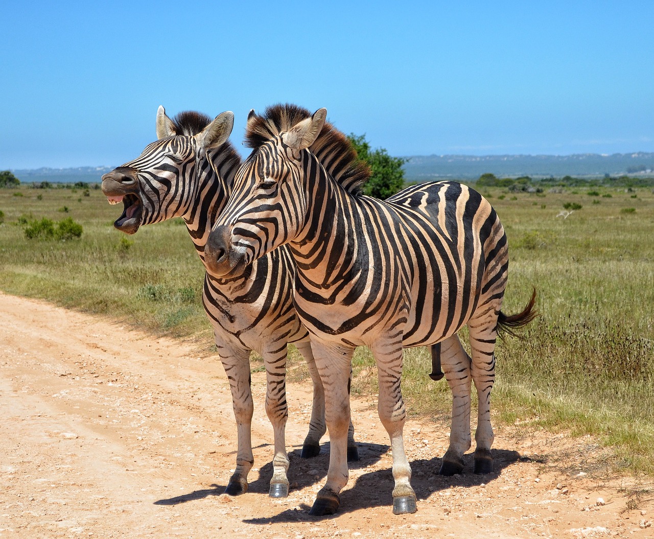 Maasai mara zebra